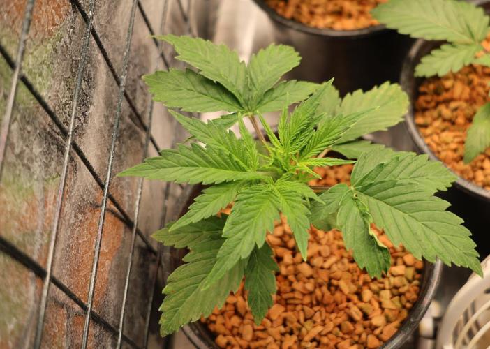 Diesel Fast F1 BX Two barrels Father. Week 2