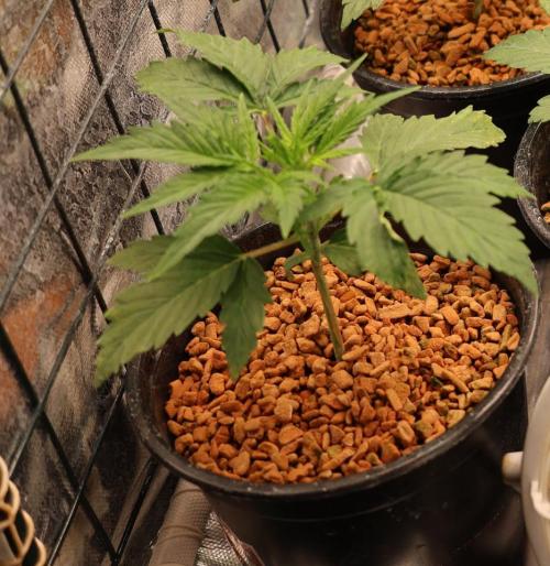 Diesel Fast F1 BX Two barrels Father. Week 2