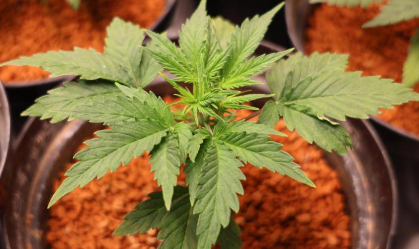 Diesel Fast F1 BX Two barrels Father. Week 2