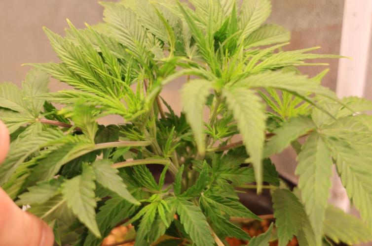 Diesel Fast F1 BX Two barrels Father. Week 4
