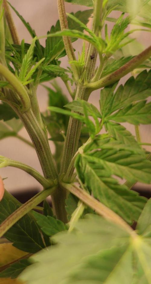Diesel Fast F1 BX Two barrels Father. Week 4