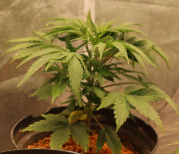 Diesel Fast F1 BX Two barrels Father. Week 4