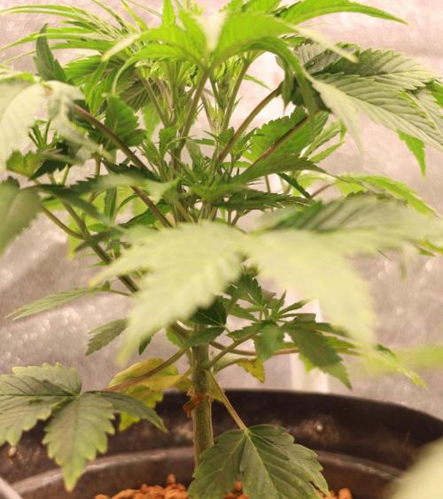 Diesel Fast F1 BX Two barrels Father. Week 4