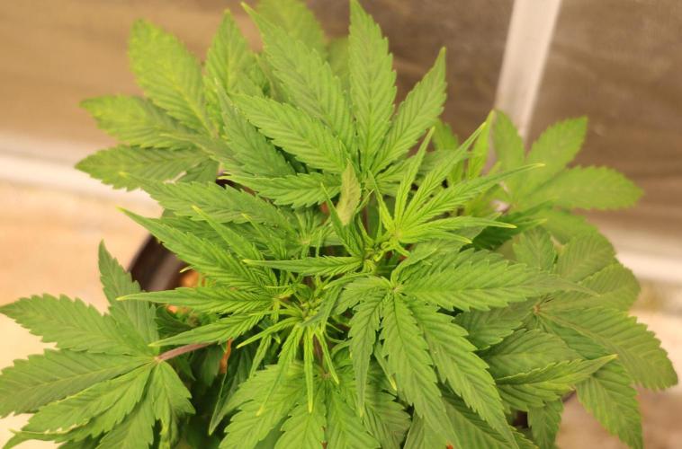 Diesel Fast F1 BX Two barrels Father. Week 4