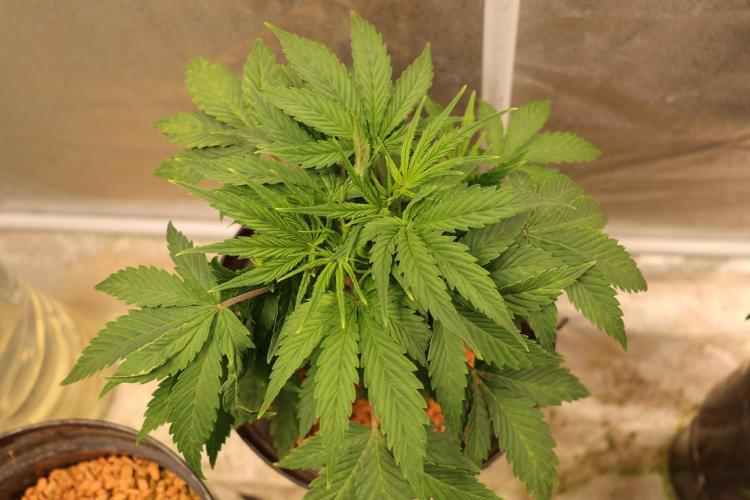 Diesel Fast F1 BX Two barrels Father. Week 4