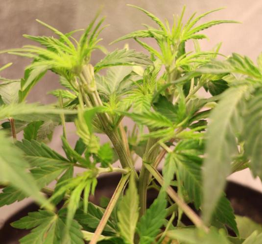 Diesel Fast F1 BX Two barrels Father. Week 5