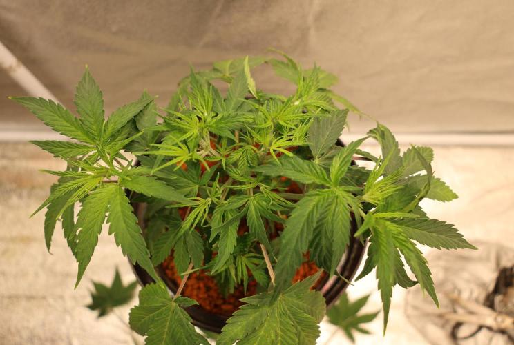 Diesel Fast F1 BX Two barrels Father. Week 5