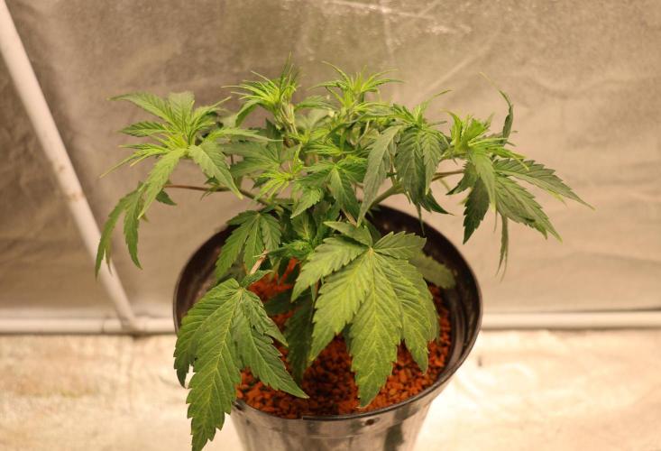Diesel Fast F1 BX Two barrels Father. Week 5