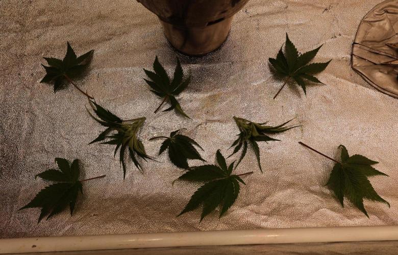 Diesel Fast F1 BX Two barrels Father. Week 5