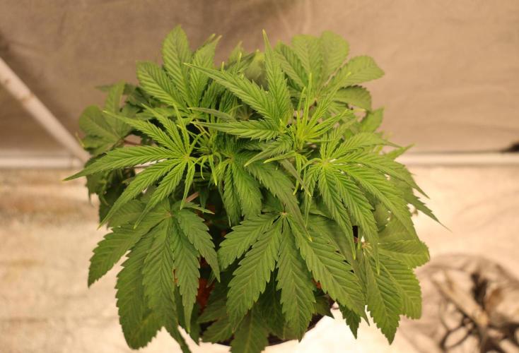 Diesel Fast F1 BX Two barrels Father. Week 5