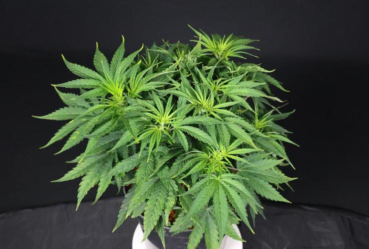 Diesel Fast F1 BX Two barrels Father. Week 6