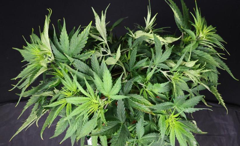 Diesel Fast F1 BX Two barrels Father. Week 6