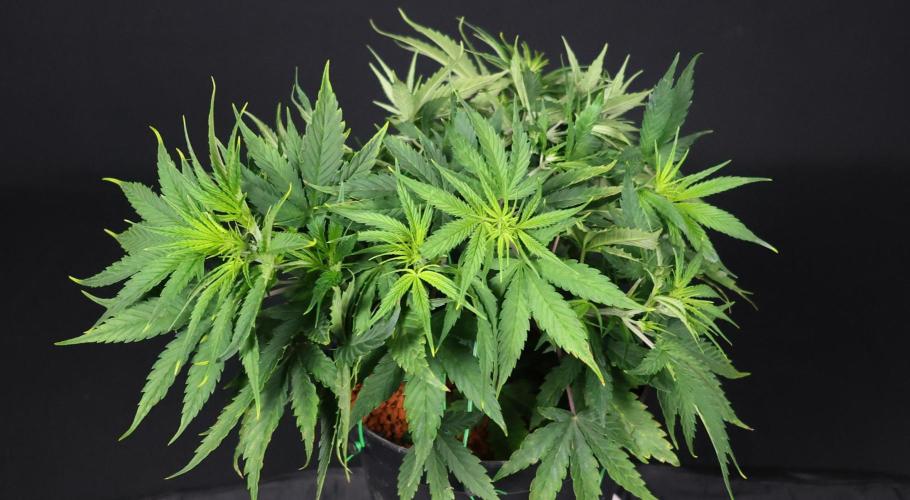Diesel Fast F1 BX Two barrels Father. Week 6