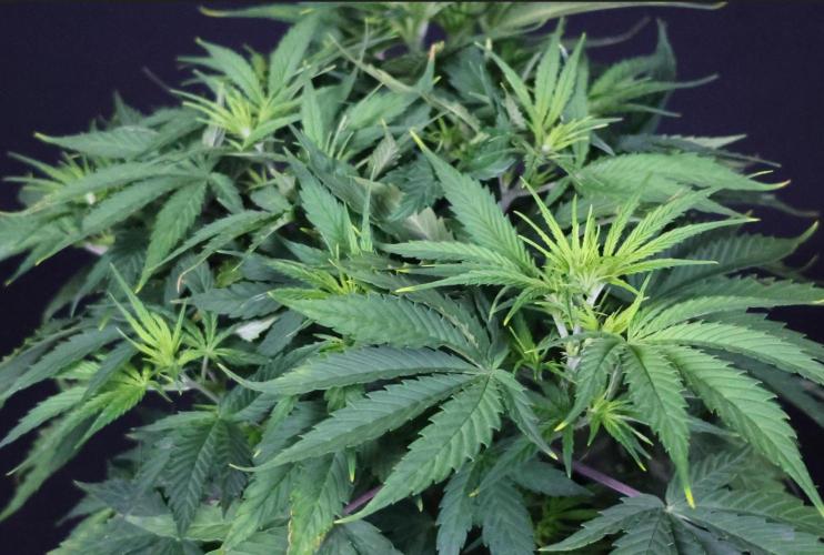 Diesel Fast F1 BX Two barrels Father. Week 6