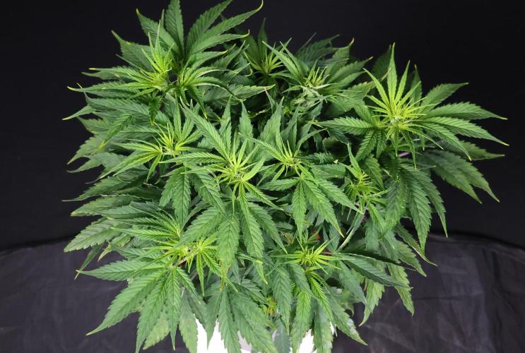 Diesel Fast F1 BX Two barrels Father. Week 6