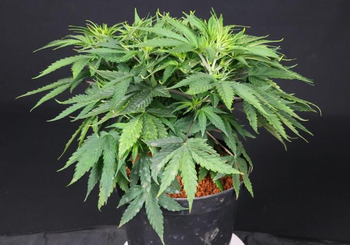 Diesel Fast F1 BX Two barrels Father. Week 6