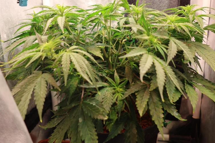 Diesel Fast F1 BX Two barrels Father. Week 7
