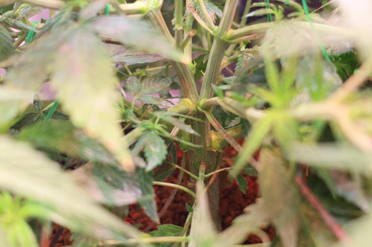 Diesel Fast F1 BX Two barrels Father. Week 7