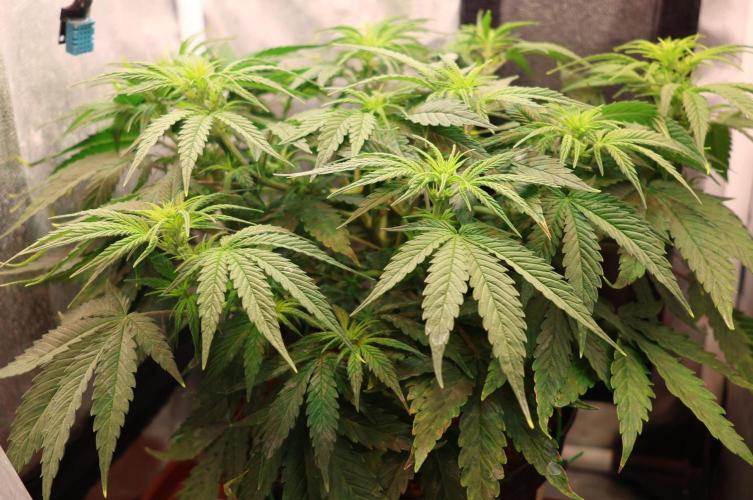 Diesel Fast F1 BX Two barrels Father. Week 7