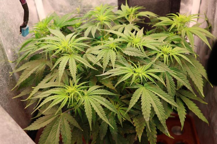 Diesel Fast F1 BX Two barrels Father. Week 7