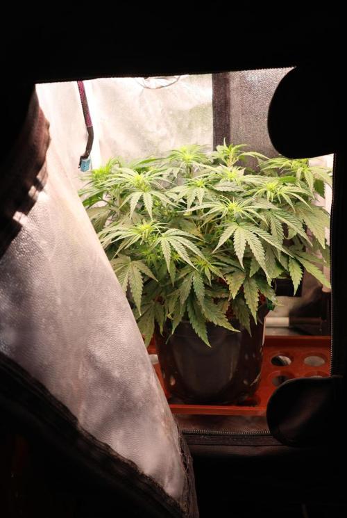 Diesel Fast F1 BX Two barrels Father. Week 7