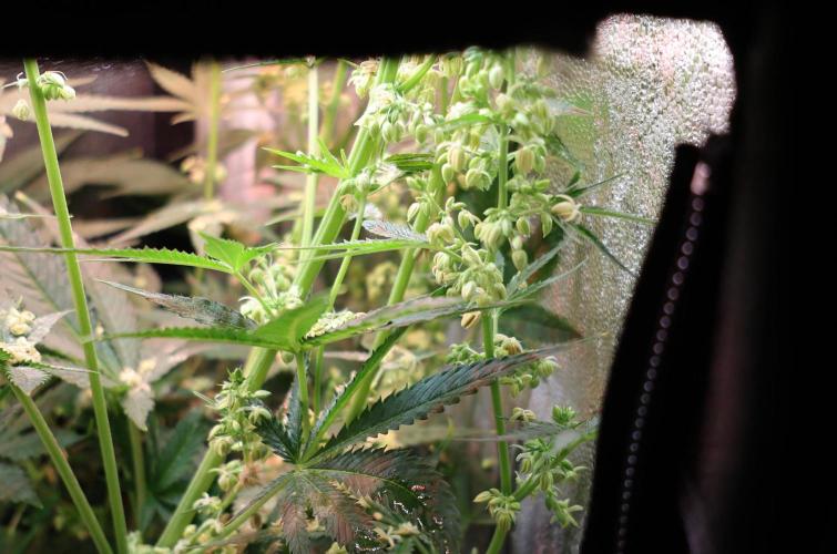 Diesel Fast F1 BX Two barrels Father. Week 9