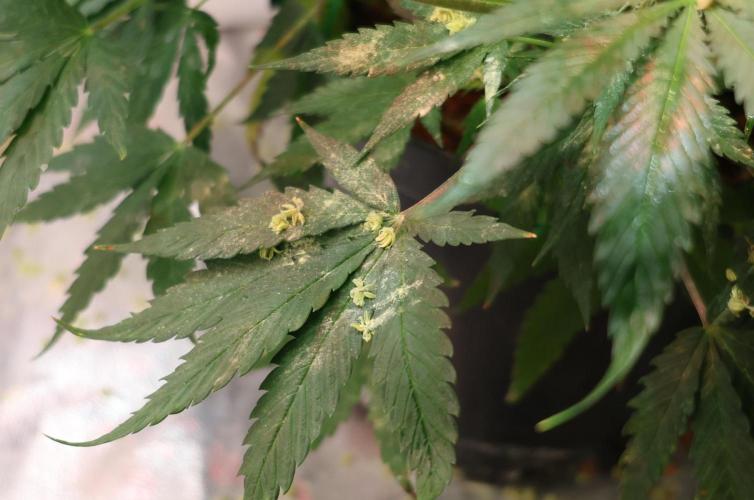 Diesel Fast F1 BX Two barrels Father. Week 9