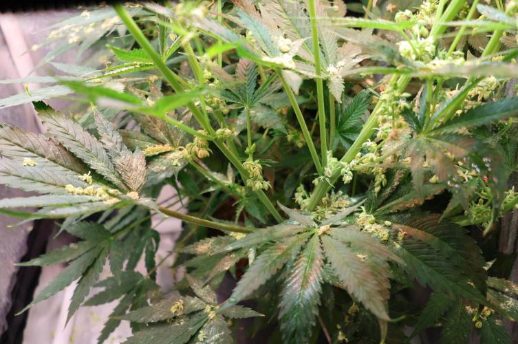Diesel Fast F1 BX Two barrels Father. Week 9
