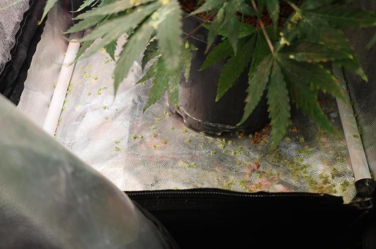 Diesel Fast F1 BX Two barrels Father. Week 9