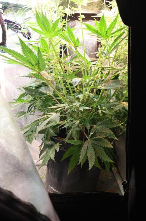 Diesel Fast F1 BX Two barrels Father. Week 9