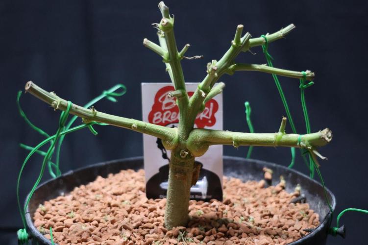 Diesel Fast F1 BX Two barrels Father. Week 10