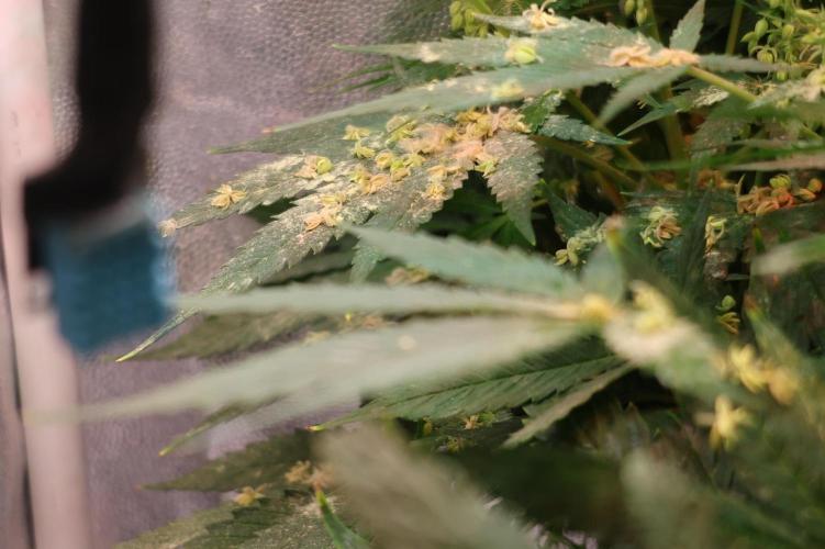 Diesel Fast F1 BX Two barrels Father. Week 10