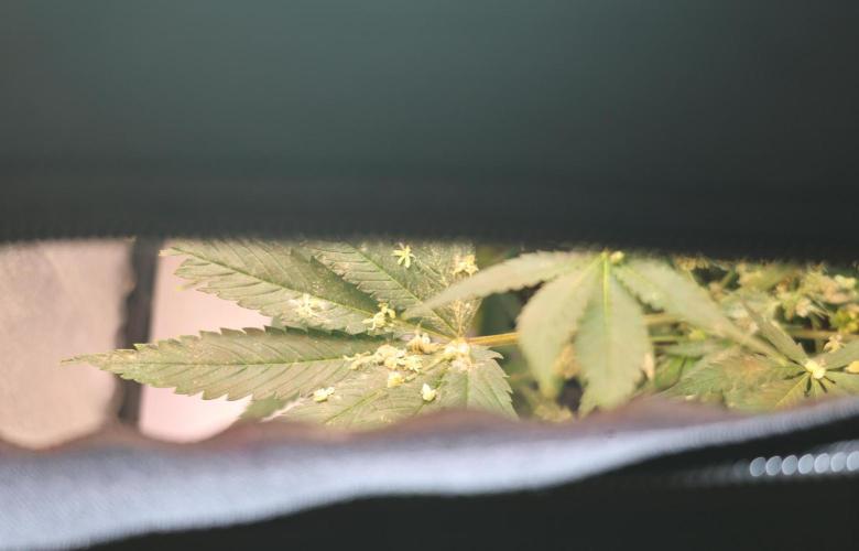 Diesel Fast F1 BX Two barrels Father. Week 10