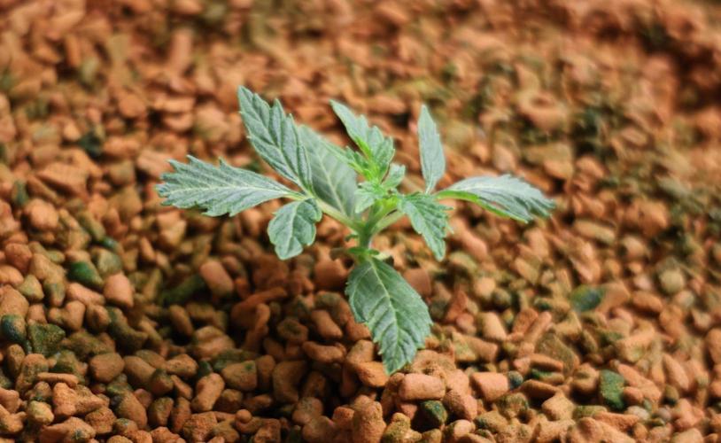 Menthol Runtz. Week 2