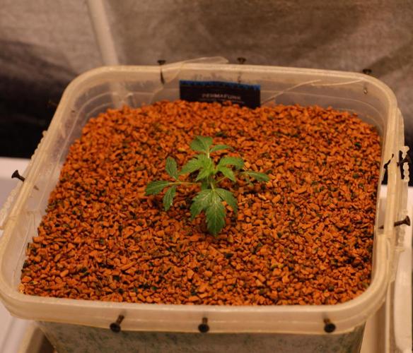 Menthol Runtz. Week 3