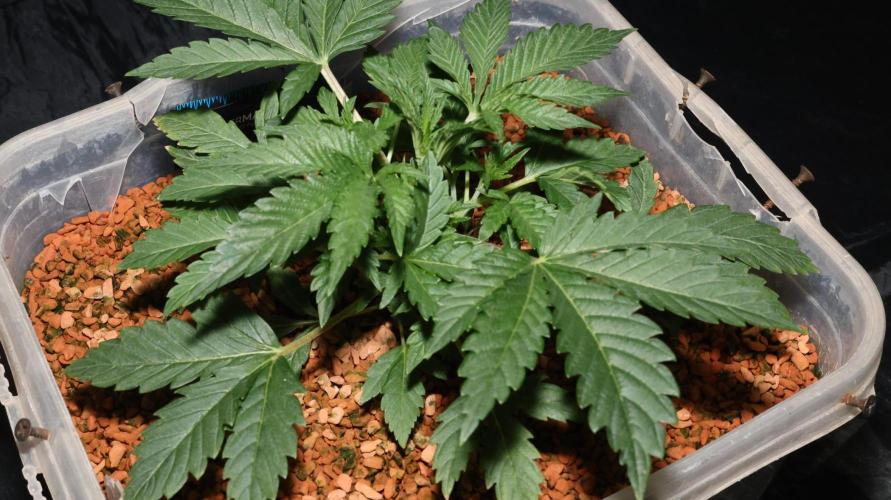 Menthol Runtz. Week 5