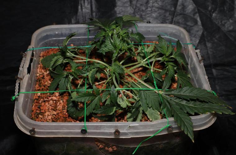Menthol Runtz. Week 6