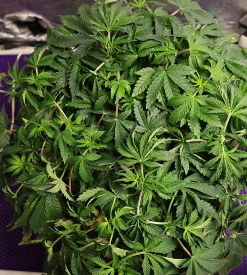 Menthol Runtz. Week 8