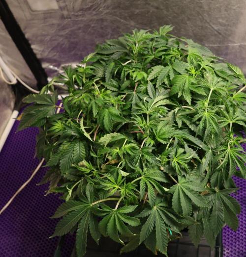 Menthol Runtz. Week 8