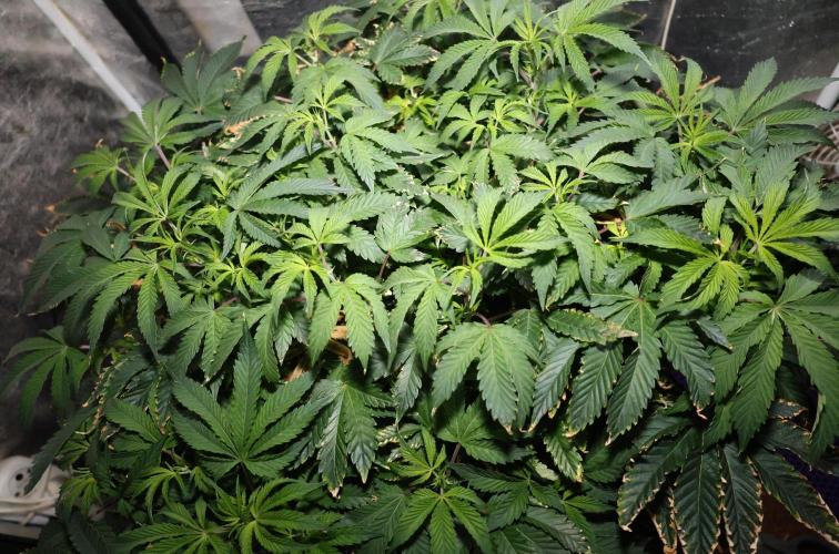 Menthol Runtz. Week 9