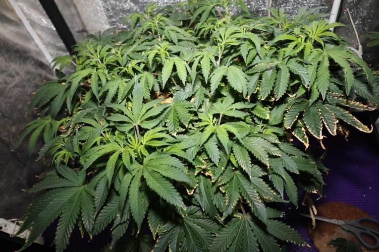 Menthol Runtz. Week 9