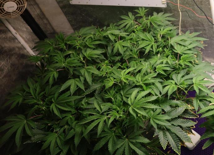 Menthol Runtz. Week 10