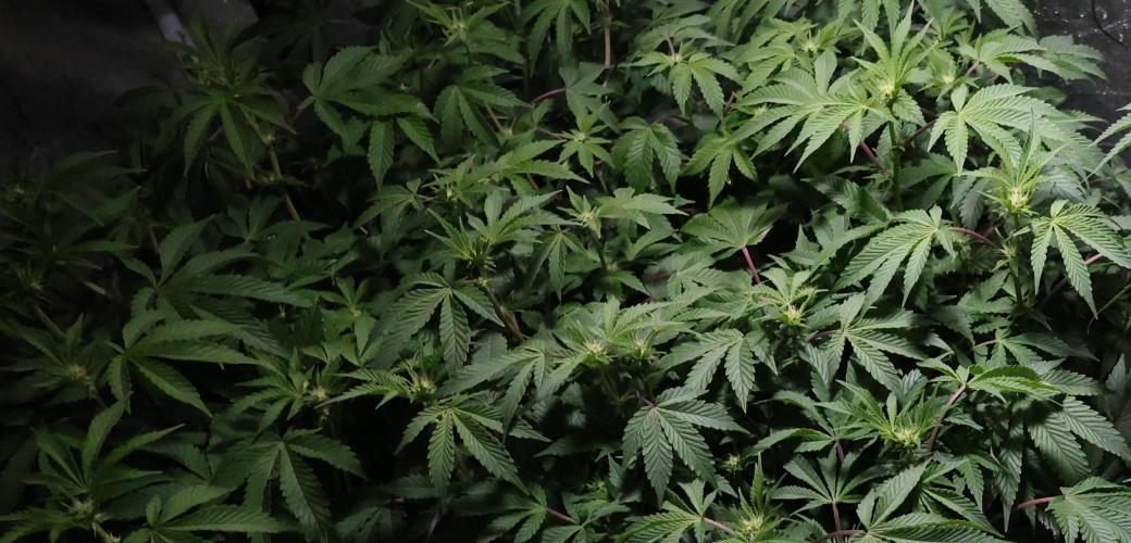Menthol Runtz. Week 11