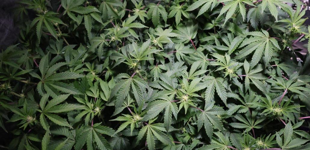 Menthol Runtz. Week 11