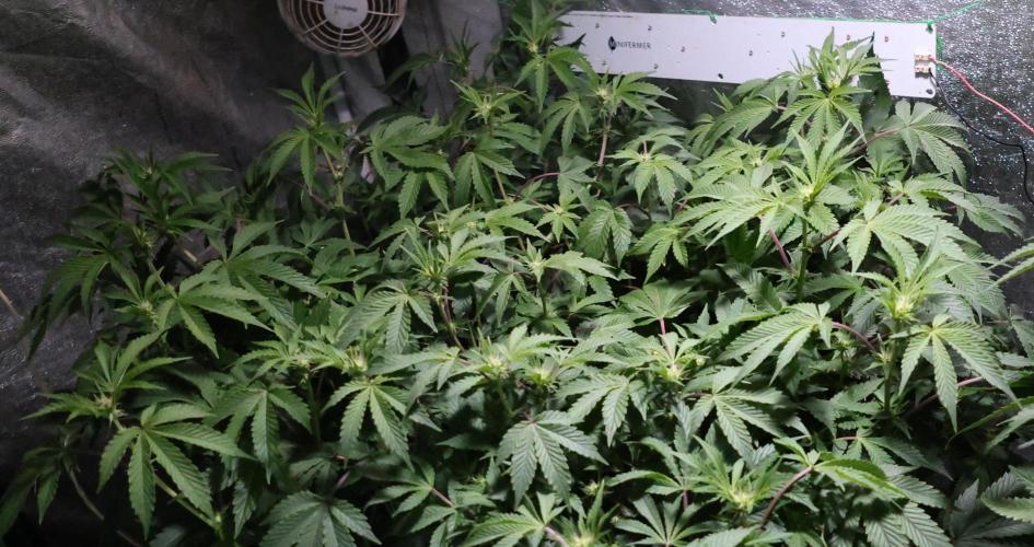 Menthol Runtz. Week 11
