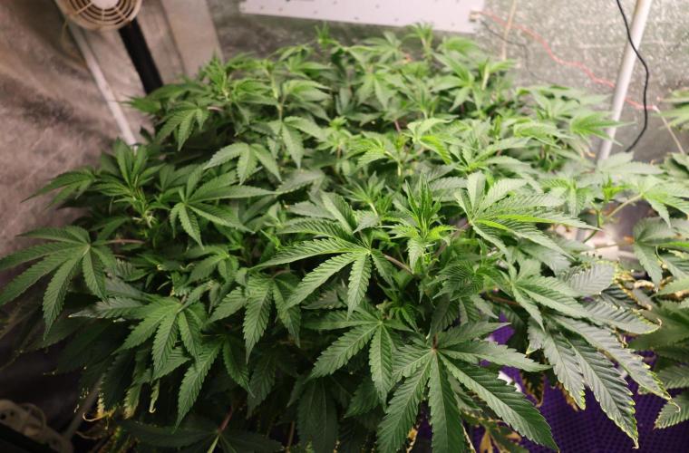 Menthol Runtz. Week 11