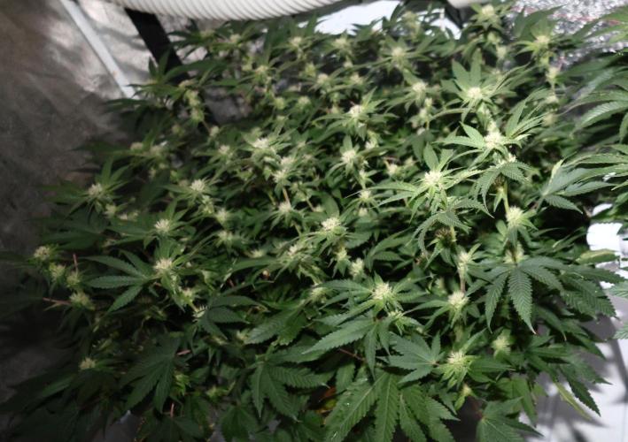 Menthol Runtz. Week 12
