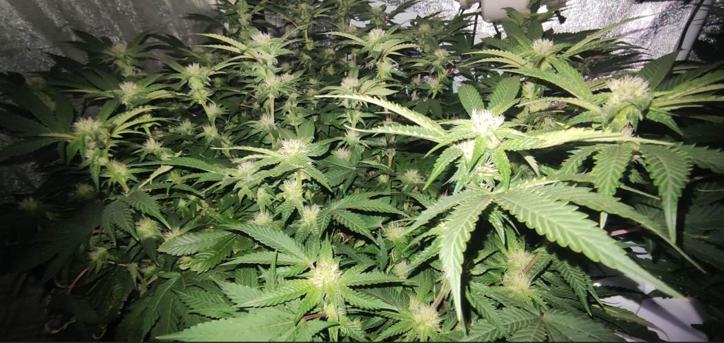 Menthol Runtz. Week 12