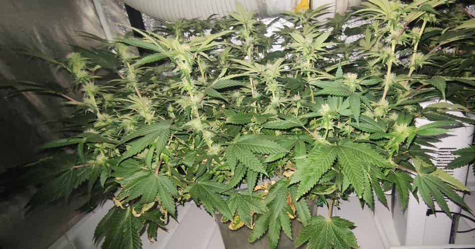 Menthol Runtz. Week 12