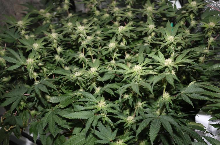 Menthol Runtz. Week 12